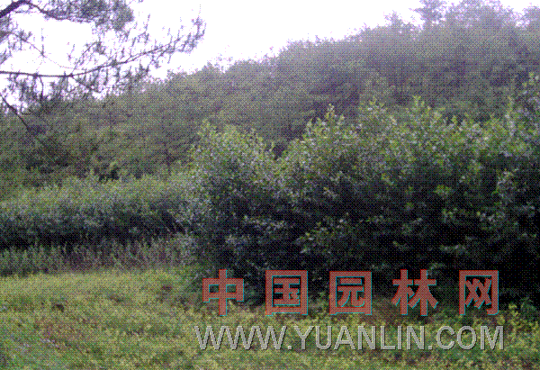 榿木 水冬瓜、水青岡